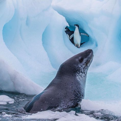 Animal Traits, Leopard Seal, Fursona Ideas, Adelie Penguin, Fierce Animals, Animal Activism, Polar Animals, Marine Ecosystem, Marine Biologist