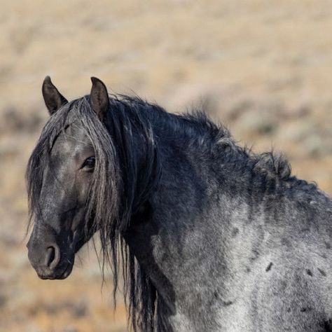 Carol Walker on Instagram: "“Blue Zeus at Dawn" A wild blue roan stallion named Blue Zeus walks with his family just after dawn in the Red Desert Complex in Wyoming. 👀 Available through Friday at 25% off with coupon code BF2023 Link in bio! #fineart #blackfriday #instaart #homedecor #interiordesign" Blue Roan Mustang, Carol Walker, Red Desert, Blue Roan, Animal References, Zebras, Wyoming, Insta Art, Coupon Code