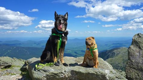 New Hampshire's Top Pet Friendly Attraction: Mount Washington | GoPetFriendly.com Road Trip With Dog, New England Road Trip, American Road, Hiking Dogs, Mount Washington, Dog Boots, American Road Trip, Breathtaking Places, Dog Beach