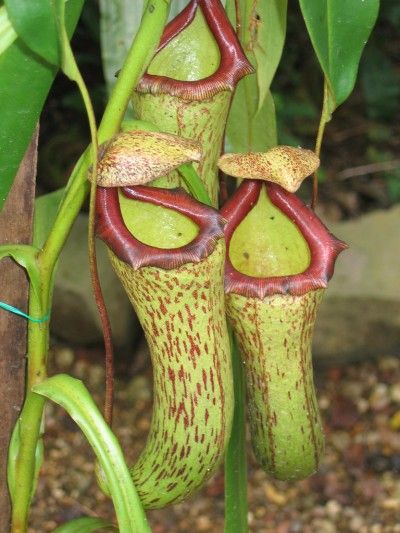 pitchers Pitcher Plant Care, Bug Eating Plants, Pitcher Plants, Bog Garden, Tropical House Plants, Plant Problems, Lily Plants, Pitcher Plant, Fertilizer For Plants