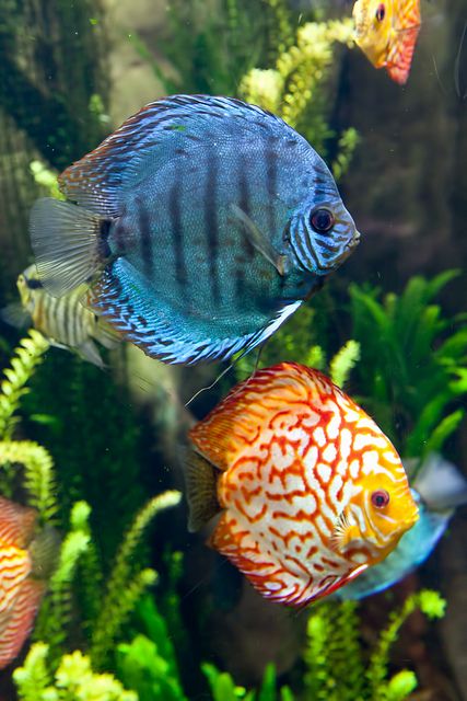 Colorful Tropical Fish Dream Aquarium, Ikan Air Tawar, Fauna Marina, Life Under The Sea, Discus Fish, Beneath The Sea, Cool Fish, Beautiful Sea Creatures, Water Animals