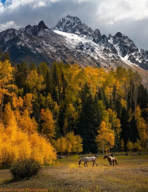 Aspen Trees Photography, Colorado Scenery, Heavenly Places, Mountain Wallpaper, Aspen Trees, Watercolor Mountains, Tree Photography, Autumn Scenery, Colorado Mountains