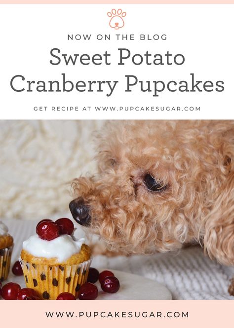 What started off as a dream has grown into a variety of pupcake flavors.  Each pupcake recipe is made with love and a story, or shall I say “pup-tale.”  This pupcake is Sugar tested, and Sugar approved.  Your dog will absolutely love this homemade dog treat recipe.  Perfect for dog birthday parties, a midday snack or to show a little love to your dog.  #homemadedogtreats #middaysnack #diydogtreats #dogtreats Dog Birthday Parties, Cupcakes Dog, Sweet Potato Cranberry, Puppy Cakes, Pupcake Recipe, Pup Treats, Dog Treat Recipe, Organic Dog Treats, Healthy Dog Treats Homemade