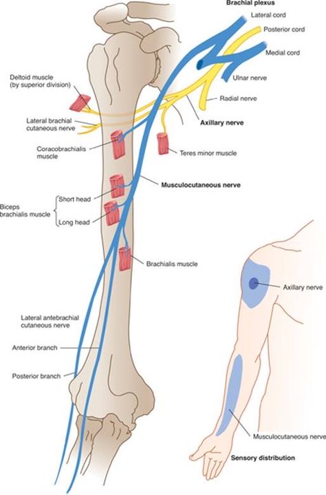 Axillary Nerve, Brachial Plexus, Radial Nerve, Physical Therapy School, Human Muscle Anatomy, Medical Stickers, Gross Anatomy, Spinal Nerve, Human Body Anatomy