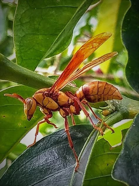 Paper Wasp, Weird Insects, Creepy Animals, Venomous Snakes, Bees And Wasps, Cool Bugs, Garden Insects, Cute Fantasy Creatures, Beautiful Bugs