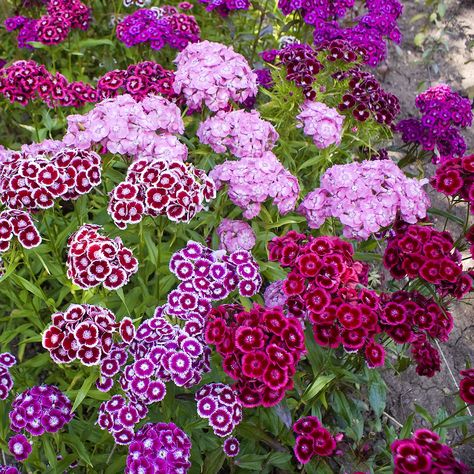 Heliotropium Arborescens, Sweet William Flowers, Mirabilis Jalapa, Dianthus Barbatus, Prairie Garden, Zone 10, Plants For Hanging Baskets, Sweet William, Shade Flowers