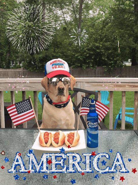 Animals Doing Funny Things, 4th Of July Images, American Dog, Funny 4th Of July, Dog Water Bowls, Happy Fourth Of July, Memes Sarcastic, Happy Memorial Day, Bud Light