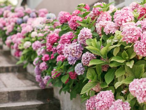 Hij wordt niet altijd zo gezien, maar de hortensia kan uitermate geschikt zijn om een haag mee te vormen. Je combineert de functionele afscheiding van een haag met een prachtige bloemenzee die de hortensia op kan leveren. Bloomstruck Hydrangea, Rose Hedge, Moss Phlox, Balcony Flower Box, Hornbeam Hedge, Hydrangea Landscaping, Endless Summer Hydrangea, Hydrangea Bush, Balcony Flowers