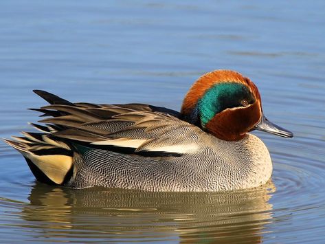 Teal duck Teal Pictures, Redhead Duck, Waterfowl Taxidermy, Male Duck, Wild Ducks, Duck Species, Teal Duck, Duck Pictures, Wild Duck