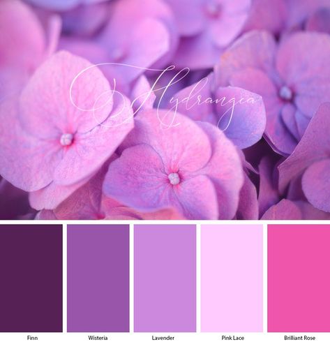 Lavender Color Scheme, Lavender Color Palette, Style Tips And Tricks, Purple Color Combinations, Flowers Hydrangea, Purple Color Palettes, Pink Color Schemes, Color Schemes Colour Palettes, May 1st