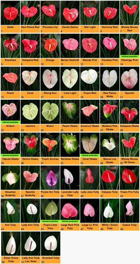 Anthurium varieties: http://www.pacflor.com/anthuriums.html Front Yard Garden Ideas, Yard Garden Ideas, Easy Landscaping Ideas, Tanaman Sukulen, Anthurium Plant, Flower Chart, Tanaman Indoor, Anthurium Flower, Tanaman Pot