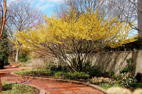 Witch Hazel - - Hamamelis x intermedia 'Arnold's Promise'- - See our article on how to plant witch hazels in your garden at http://gardendesignforliving.com/?p=849 Hazelnut Bush, Witch Hazel Plant Shrub, Witch Hazel Tree, Tea Tree And Witch Hazel, Thayers Witch Hazel, Eastern Redbud, Backyard Sanctuary, Redbud Tree, Japanese Maple Tree