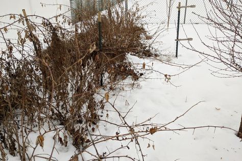 Rasberry Bushes, Winterizing Plants, Pruning Raspberries, Raspberry Patch, Raspberry Bushes, Raspberry Canes, Trellis System, Raspberry Bush, Raspberry Plants