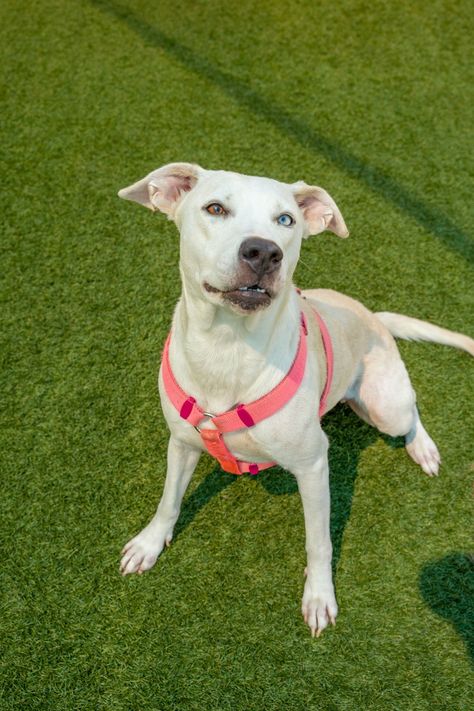 BLONDIE Social Personality, Terrier Mix Breeds, Dog Status, Dog Search, Bull Terrier Mix, Dog Id, Terrier Mix, Mixed Breed, Canine Companions