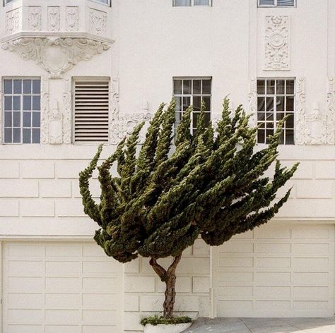 Juniperus chinensis kaizuka var. 'Torulosa' ~ twisted juniper, Hollywood juniper Juniper Landscaping Ideas, Juniper Tree Landscaping, Juniper Topiary, Hollywood Juniper, Miniature Conifers, Juniperus Chinensis, German Landscape, Naturalistic Garden, Landscaping Trees