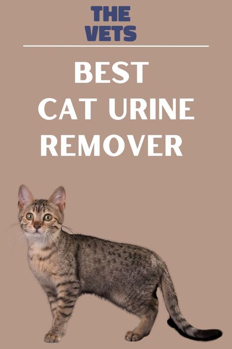 Diy Cat Urine Remover, Eliminating Cat Urine Smell, How To Get Cat Urine Smell Out Of Wood, Best Way To Get Rid Of Cat Urine Smell, Diy Cat Pee Smell Removal, Getting Cat Urine Smell Out, Stop Cats From Scratching Furniture, Get Rid Of Cat Pee Smell Carpets, How To Get Cat Urine Out Of Furniture