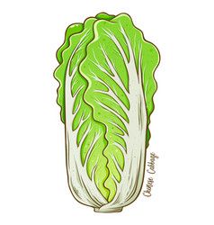 Spinach vegetable hand drawing Royalty Free Vector Image Cabbage Drawing, Cabbage Illustration, Cabbage Vegetable, Vegetable Drawing, Veggie Art, Android Wallpaper Dark, Kimchi Recipe, Food Illustration Art, Drawing Vector