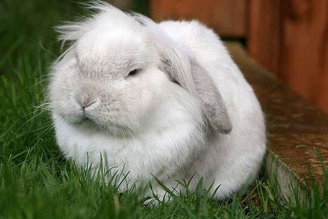 Grumpy Bunny, Leave Alone, Fluffy Rabbit, Rabbit Head, Rabbit Care, House Rabbit, One Of Those Days, Left Alone, Photography Projects