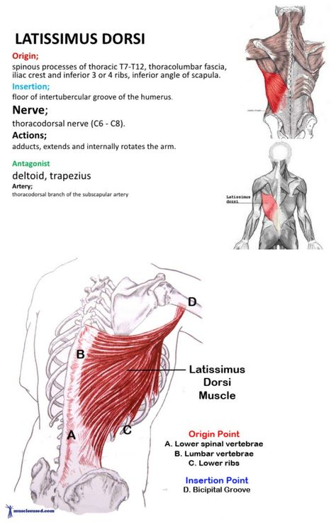 Lattismus dorsi - Anatomically a back muscle but functionality related to thorax ... Lattisimus Dorsi Muscle Anatomy, Human Muscle Anatomy, Back Muscle, Latissimus Dorsi, Muscle Anatomy, Photography Posing Guide, Posing Guide, Med School, Back Muscles