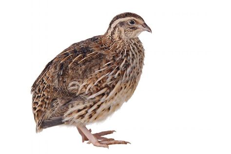 Japanese Quail, Button Quail, Quail Coop, Backyard Coop, Small Chicken Coops, Raising Quail, Broiler Chicken, Day Old Chicks, Backyard Poultry