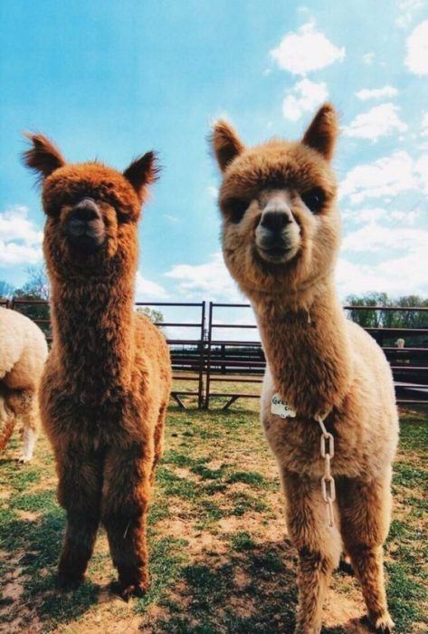 Lama Aesthetic, Alpaca Aesthetic, Llama Aesthetic, Lama Animal, Alpaca Pictures, Wow Photo, Funny Llama, Cute Alpaca, Fluffy Cows