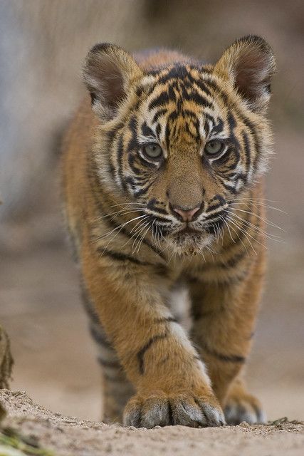 Casino Photography, Baby Tigers, Sumatran Tiger, Cele Mai Drăguțe Animale, Tiger Love, Tiger Pictures, Výtvarné Reference, Photography Couple, Siberian Tiger