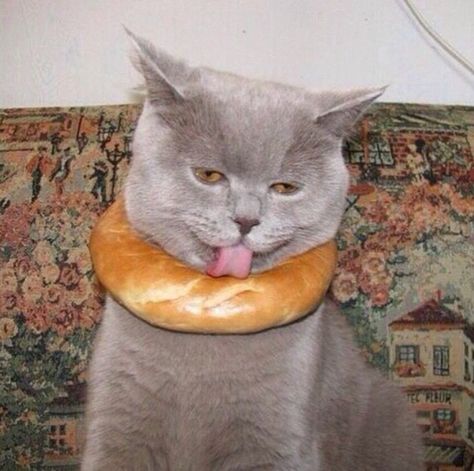 Funny Bagels | Bagel cat | Eating Bagels | Pinterest | Cats and Bagels Animal Fails, Strange Places, Cat People, Funny Cat Pictures, Funny Animal Memes, Funny Animal Pictures, Animal Memes, Animal Gifs, Crazy Cats