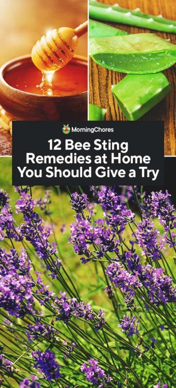 12 Bee Sting Remedies at Home You Should Give a Try Honey Bee Sting Remedy, How To Treat A Bee Sting, Natural Bee Sting Remedy, Bee Sting Remedies, Bee Sting Swelling, Bee Sting Remedy, Bee Sting Relief, Dog Bee Sting, Wasp Sting Remedy