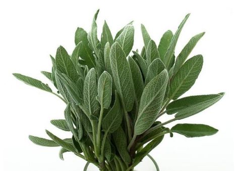 Sage Uses, How To Make Oil, Sage Essential Oil, Sage Oil, Aromatic Plant, Sage Leaves, Indoor Herb Garden, Diy Cosmetics, Natural Care