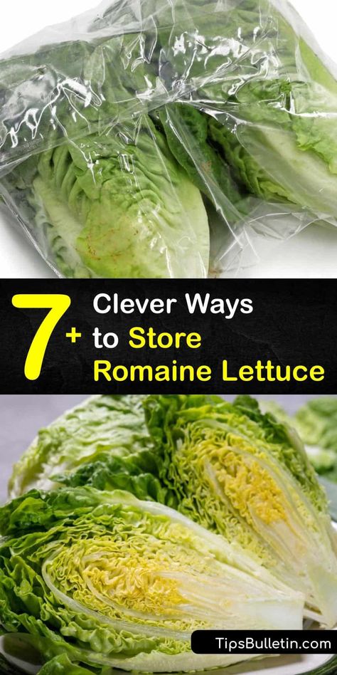 How To Crisp Lettuce, Keeping Romaine Lettuce Fresh, Artisan Lettuce Spears, How To Preserve Lettuce In The Fridge, How To Keep Romaine Lettuce Fresh Longer, How To Clean Romaine Lettuce, Best Way To Keep Lettuce Fresh, Storing Romaine Lettuce In Fridge, Lettuce Storage How To Store