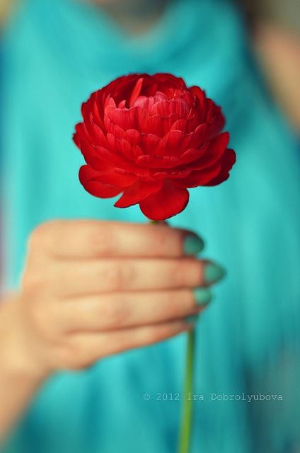 Red And Turquoise, Red Cottage, Azul Tiffany, Colorful Roses, Red And Teal, Red Turquoise, Aqua Turquoise, Red Flower, Flower Field