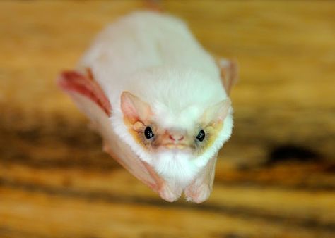 "The rare Northern Ghost Bat is distinctly all-white in appearance and is one of only two known white bats in the world. Unlike other species of bats that live primarily in caves, these bats often rest under palm fronds during the day." Northern Ghost Bat, Sleeping Tent, Fruit Bats, Cute Bats, Bats Flying, Aesthetic Animals, Ghost Bat, Albino Animals, Fruit Bat