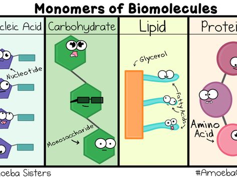 Macro Molecules Notes, Carbohydrates Biochemistry, Carbohydrates Structure, Macro Molecules, Macromolecules Biology, Biochemistry Notes, Cells Worksheet, Visual Learner, Coloring Pages For Teenagers