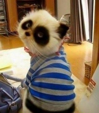 Panda cat! Saw a cat like this at Del Rio Shell Station. Tried to catch it but it was wild and ran away. Koci Humor, Söt Katt, Haiwan Peliharaan, Cutest Thing Ever, Animal Tattoos, Funny Animal Pictures, Crazy Cats, Animals Beautiful, Animals And Pets