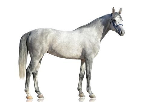 Photo about The gray purebred Arabian horse stading isolated on white background. side view. Image of equine, nature, purebred - 114532329 Horse White Background, Horse Side View, Horses Drawing, Horse Arabian, Gray Horse, Horse Trainer, Horse Drawing, Phone Theme, Sport Horse