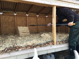 Duck Bedding Coop, Welsh Harlequin Duck, Harlequin Duck, Living In A Shed, Duck Pens, Pine Shavings, Pekin Duck, Duck Coop, Clean Bed