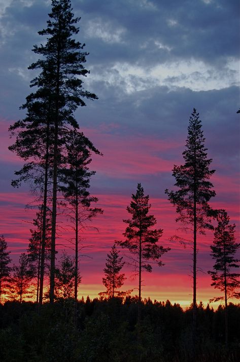 Tall Trees, In The Forest, The Forest, Blue Sky, The Sun, Trees, Forest, Sun, Orange