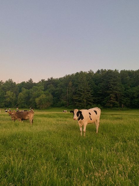 Black and white cow. Brown cow. Green field. Aesthetic farm life Cow Field Aesthetic, Green Field Aesthetic, Green Brown Aesthetic, Green And Brown Aesthetic, Cows Aesthetic, Nature Aesthetic Green, Farm Life Aesthetic, Pretty Farm, Cow Aesthetic