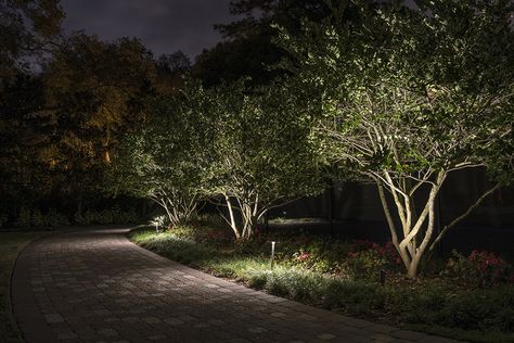 landscape lighting small trees Solar Uplighting Trees, Tree Landscape Lighting, Solar Uplighting, Garden Uplighting, Garden Uplights, Uplighting Trees, Tree Lighting Ideas, Tree Uplighting, Best Outdoor Solar Lights