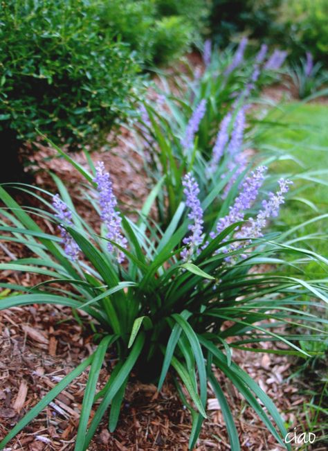 ciao! newport beach: a different kind of lily for fall Liriope Spicata, Liriope Muscari Big Blue, Perennial Border Plants, Part Shade Plants, Lily Turf, Monkey Grass, Liriope Muscari, Edging Plants, Breaking New