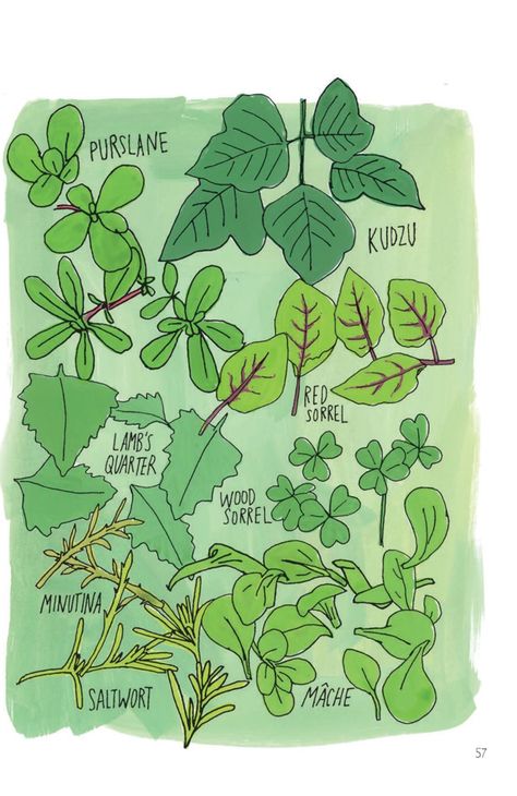 Julia Rothman - illustration - Food Anthology book Julia Rothman Illustration, Julia Rothman, Wood Sorrel, More And Less, Illustration Food, Illustrator Artist, Creative People, Botanical Illustration, Craft Inspiration