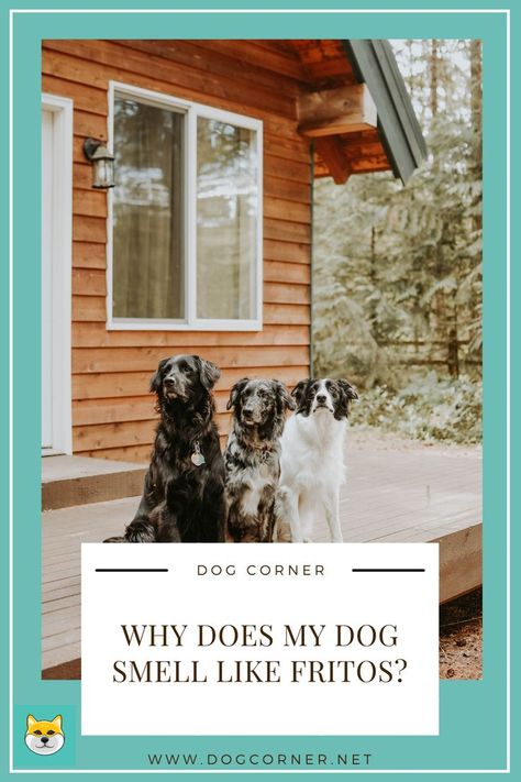 Have you Ever Wonder Why Does My Dog Smell Like Fritos? We all know that dogs do produce all kinds of odors. Not all of these are pleasant and some are really bad. One odor that is very interesting is the smell of the feet that is similar to Fritos or even Doritos. In reality, the smell will remind us of corn chips. Why does my dog smell like Fritos? There are some facts you will need to know first and we hope that you will get the answer that will satisfy your curiosity. Dog Smells Like Corn Chips, Dog Corner, Dog Smells, Body Smells, Corn Chips, Very Interesting, Dog Eating, Dog Chews, Great Dane