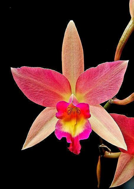 Amazing Flowers - Orchids. Laelia Ancibarina 'Rosedust', HCC/AOS. A classic and awarded Laelia hybrid! This is the breathtaking primary hybrid between Laelia anceps and Laelia cinnabarina. The flower is orange with a deep, rosy-pink tint on the two true petals, and the lip is deep ruby-red with a bright yellow center. #AmazingFlowersAndGardens #PrettyOrchids #BeautifulOrchids #OrchidsOfTheWorld #BeautifulFlowers #CamelliaFlowers #ExoticFlowers #AmazingPeony #Bonsai #FuchsiaFlowers Max Planck, Fuchsia Flowers, Flowers Gardening, Peonies Garden, Beautiful Orchids, Rare Flowers, Fragrant Flowers, Cactus Flower, Good Morning Flowers