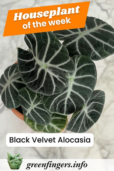 The Black Velvet Alocasia (Alocasia reginula), is a showstopper with its deep, dark green leaves that almost appear black. The velvety texture of its foliage, contrasted with striking white veins, brings a sense of elegance and mystery to any space. Its compact size and unique appearance make it an excellent choice for plant lovers looking to add a bit of flair to their collection. Alocasia Reginula, Velvet Alocasia, Planting Zones Map, Black Succulents, Alocasia Plant, Dark Green Leaves, Aquaponic Gardening, Smart Garden, Indoor Herb Garden