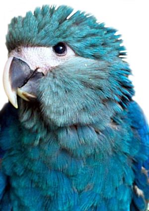 Spix Macaw, Blue Macaws, Endangered Plants, Blue Macaw, Macaw Parrot, Tropical Animals, African Grey Parrot, Most Beautiful Animals, Rare Birds