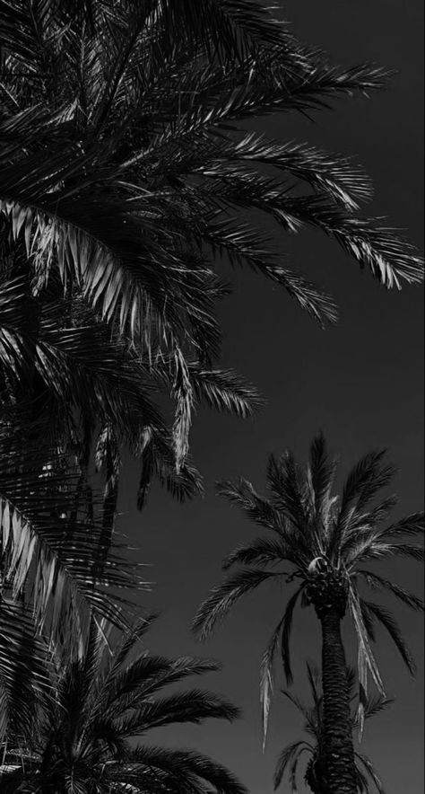 Android Wallpaper Dark, Zodiac Academy, Beautiful Skies, Wallpaper Dark, Beautiful Sky, Beach Aesthetic, Android Wallpaper, Beach Life, Palm Tree