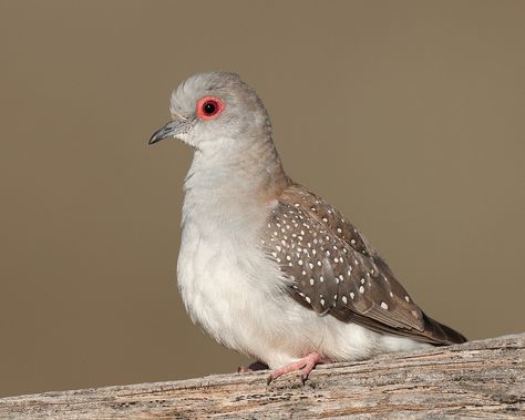 https://flic.kr/p/8mf9PA | Diamond Dove | I tried sneaking up on Diamond Doves. It didn't work. Then just as I was thinking that I wouldn't get even a trashy shot of this species, one landed 10m in front of me and started posing. Nature is freaky sometimes. Diamond Dove, Forest Birds, Pigeon Breeds, Dove Pigeon, Turtle Dove, Dove Bird, Cute Kawaii Animals, Get Even, Kawaii Animals