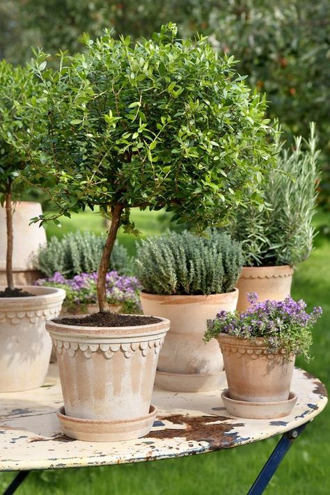 At Home: Traditional Elegance | ZsaZsa Bellagio - Like No Other Italian Garden, Have Inspiration, Garden Containers, Mediterranean Garden, French Garden, Different Plants, Garden Cottage, Container Plants, Dream Garden