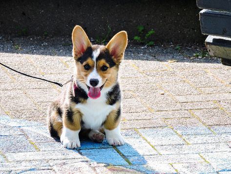 Funny Dog Names, Corgi Names, Names Ideas, Corgi Dog, Dog Names, Pet Names, Loki, Funny Dogs, Bulgaria