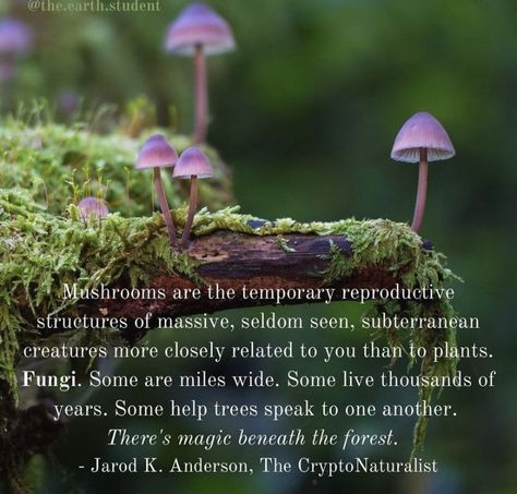 Mushroom Meaning, Shroom Art, Shroom Room, Natural Medicines, Mushroom Benefits, Wild Food Foraging, Magical Herbs, Natural Antibiotics, Spirit Animals